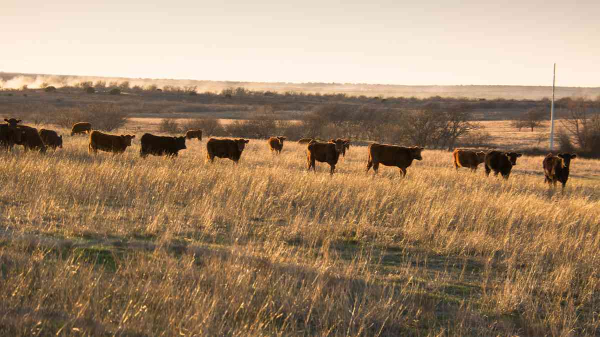 mo nong trai o texas